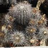 Copiapoa_malletiana